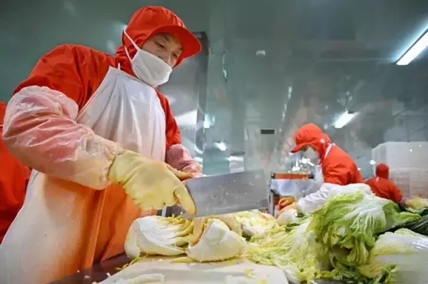 「春節控え、キムチ作りに追われる加工企業―山東省平度市」の画像