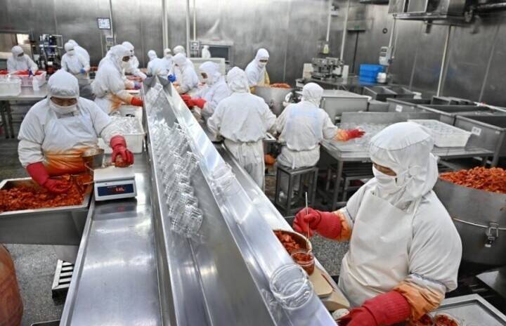 春節控え、キムチ作りに追われる加工企業―山東省平度市