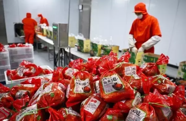 「春節控え、キムチ作りに追われる加工企業―山東省平度市」の画像