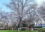 「街中が一面の桜に、武漢に桜鑑賞エリア232カ所設置へ―中国」の画像1
