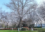 街中が一面の桜に、武漢に桜鑑賞エリア232カ所設置へ―中国