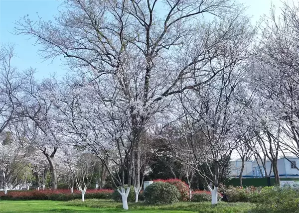 街中が一面の桜に、武漢に桜鑑賞エリア232カ所設置へ―中国