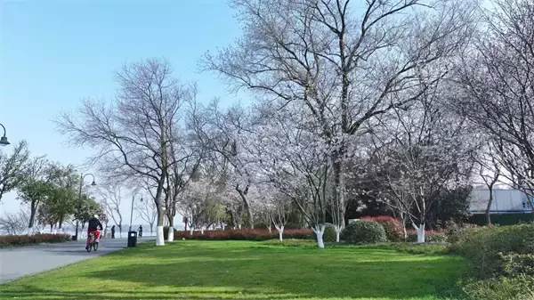 「街中が一面の桜に、武漢に桜鑑賞エリア232カ所設置へ―中国」の画像