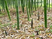 タケノコを無断で掘ろうとし顔から転倒して鼻に刺さる、男性が賠償を求めて景勝地を訴える―中国