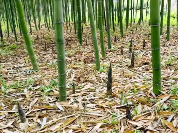 タケノコを無断で掘ろうとし顔から転倒して鼻に刺さる、男性が賠償を求めて景勝地を訴える―中国