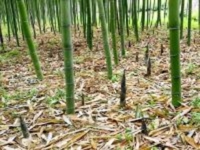 タケノコを無断で掘ろうとし顔から転倒して鼻に刺さる、男性が賠償を求めて景勝地を訴える―中国