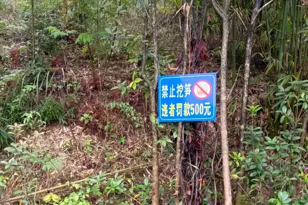 「タケノコを無断で掘ろうとし顔から転倒して鼻に刺さる、男性が賠償を求めて景勝地を訴える―中国」の画像