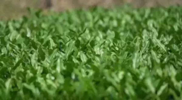 石油や天然ガスへの依存から脱却、バイオものづくりが1兆元以上の大産業に―中国