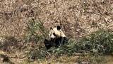 「陝西・仏坪、春の陽光を楽しむジャイアントパンダ―中国」の画像1