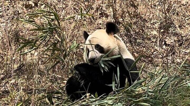 陝西・仏坪、春の陽光を楽しむジャイアントパンダ―中国