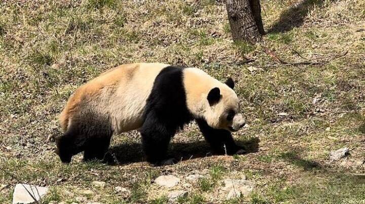 陝西・仏坪、春の陽光を楽しむジャイアントパンダ―中国