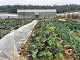 「武漢大学生が販売する自分たちで育てた野菜が売り切れ続出に―湖北省武漢市」の画像2