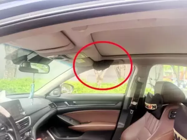 運転手がほんの15分ほど離れた間に車内で数十匹のハチが巣作り―中国
