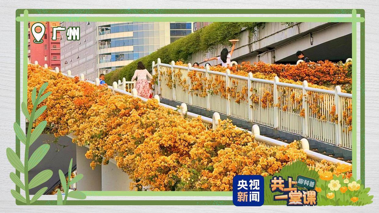中国の街中の緑化帯が美しいのはなぜ？―中国メディア