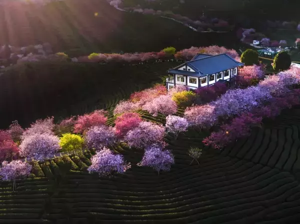 高山茶の有名な生産地となった福建省永福鎮―中国