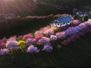 高山茶の有名な生産地となった福建省永福鎮―中国