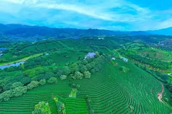 「高山茶の有名な生産地となった福建省永福鎮―中国」の画像