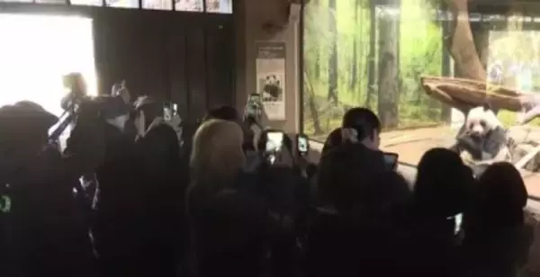 日本に貸与中のパンダが間もなく帰国、別れを惜しむファンが行列