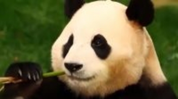 パンダを見に中国へ！韓国で引き続き中国観光が人気