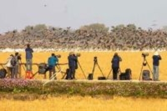 鄱陽湖のほとりで群れをなす渡り鳥、数カ月で観光客延べ80万人以上―中国