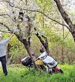 「桜の木に登り写真撮影、女性の重さで木が倒れる―中国」の画像1