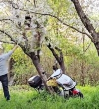 桜の木に登り写真撮影、女性の重さで木が倒れる―中国