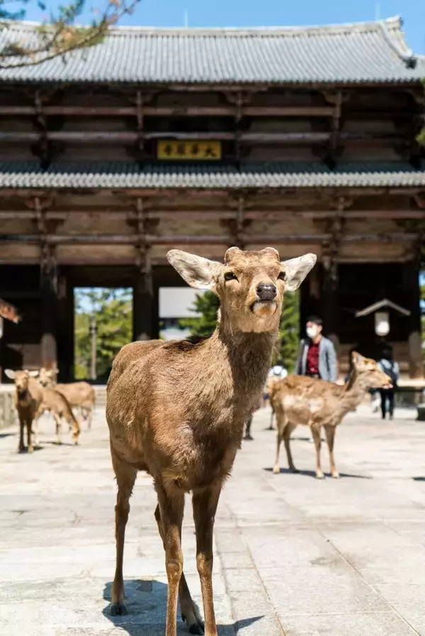 「台湾サイトが日本の世界遺産の話題量分析、「行くべき10カ所」を紹介」の画像