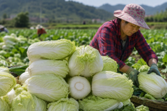 「ホルムアルデヒド白菜」騒動で行き場失う白菜、農家はお手上げ―香港メディア