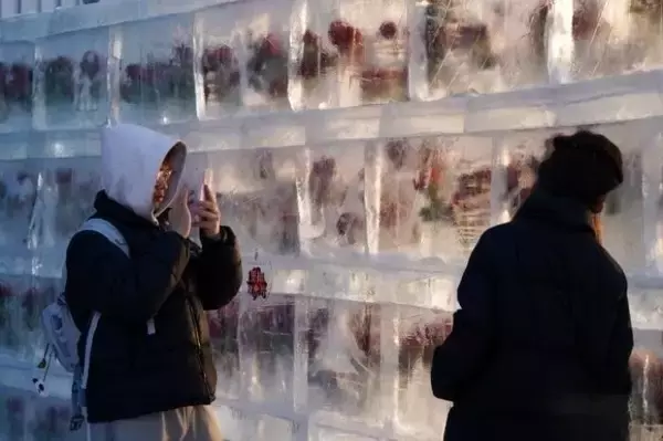 「「氷漬けのバラ」の景観、今年もハルビンに期間限定で登場―中国」の画像