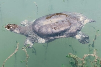 中国に残り1匹のシャンハイハナスッポンが姿を見せ多くの来園者の目を引く―蘇州