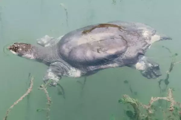 中国に残り1匹のシャンハイハナスッポンが姿を見せ多くの来園者の目を引く―蘇州