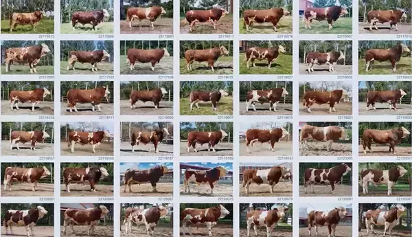 「「エリート」の親を選定し、「スター牛」を育成へ―中国」の画像
