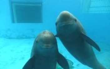 デジタル技術が支える長江スナメリの帰還、「めったに見られない」から「いつでも会える」存在へ―中国