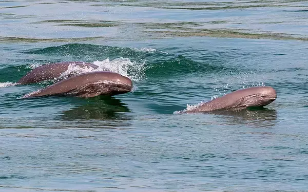 「デジタル技術が支える長江スナメリの帰還、「めったに見られない」から「いつでも会える」存在へ―中国」の画像