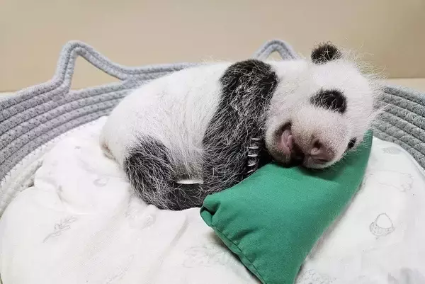 韓国エバーランドが赤ちゃんパンダの名を募集