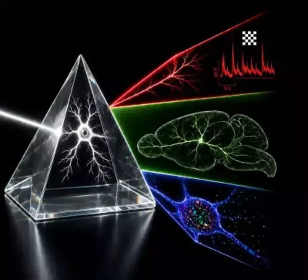 世界初！中国科学者が単一ニューロンの3種類の手法による統合解析を実現