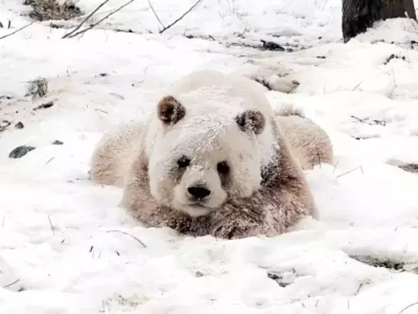 雪の中で新年を祝うパンダ、各地の飼育施設で観客が大喜び