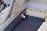 「高速鉄道車内にペットとみられるトカゲ、飼い主名乗り出ず乗務員が床にたたきつけ死なす―中国」の画像1