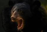 「60代男性、襲ってきたクマの口に右肘を突っ込んで九死に一生を得る―中国」の画像1