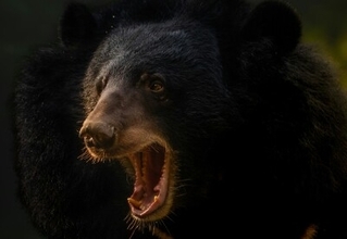 60代男性、襲ってきたクマの口に右肘を突っ込んで九死に一生を得る―中国