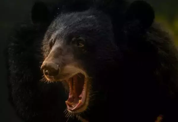 60代男性、襲ってきたクマの口に右肘を突っ込んで九死に一生を得る―中国