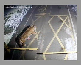 吉林省琿春市内でトラが繰り返し出没、4日未明には犬をかみ殺す