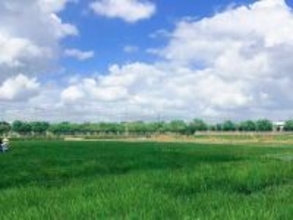 中国人科学者が水稲の高温感知メカニズム解明、安定生産を後押し