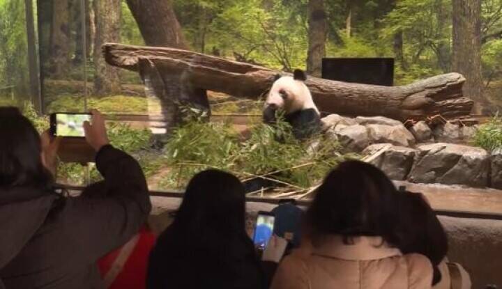 「シャオシャオ」と「レイレイ」、日本に滞在中のパンダが帰国旅程を開始