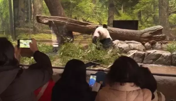 「「シャオシャオ」と「レイレイ」、日本に滞在中のパンダが帰国旅程を開始」の画像