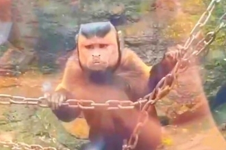 動物園で角ばった顔のサル発見、女性客が慌てて撮影―中国