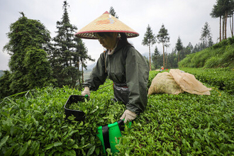 1枚の茶葉が支える3300億円の抹茶市場―中国