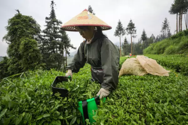 1枚の茶葉が支える3300億円の抹茶市場―中国