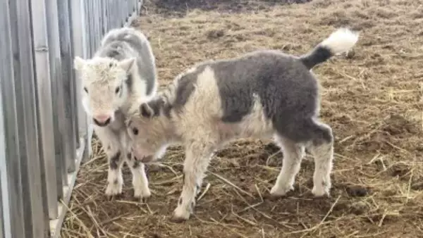 中国初、ヤク10頭の大量クローン化に成功