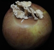 リンゴに生えていた白いキノコが食卓へ―中国